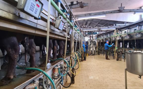 Aumenta la produzione di latte di bufala