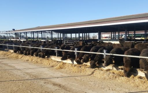 Mozzarella di Bufala Campana DOP, è tempo di anniversari