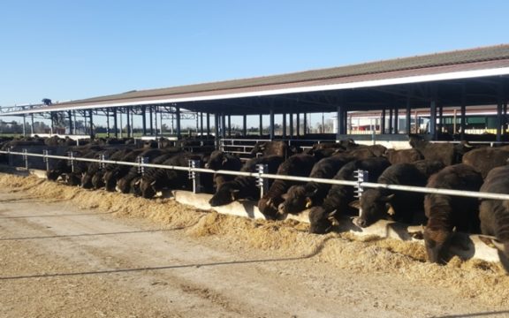 Mozzarella di Bufala Campana DOP, è tempo di anniversari