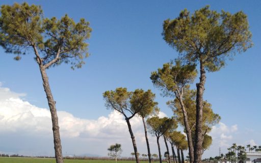 Fattorie Garofalo compie 60 anni e li festeggia piantando 1962 alberi
